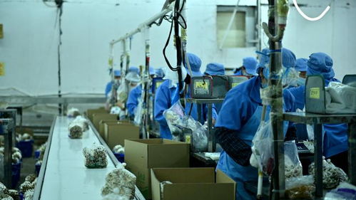 走進大灣區 菜籃子 生產基地 粵北首家工廠化栽培的食用菌企業
